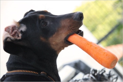 Hund mit Karotte