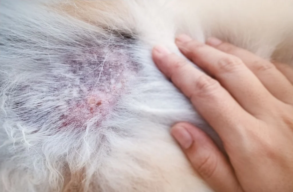 Hunde mit Hautkrankheit