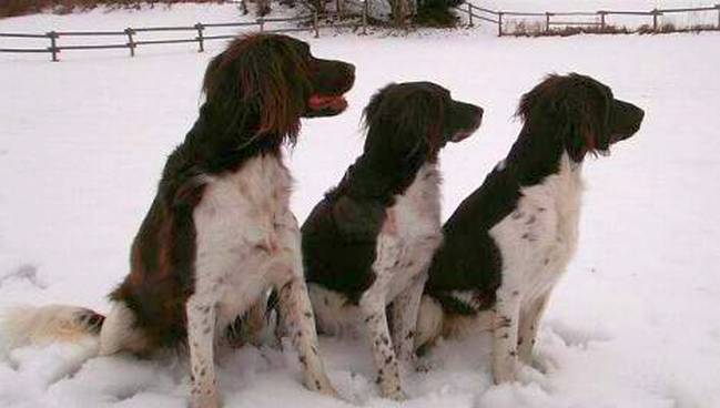 Drei Hunde im Schnee - Wie ernährt man Hunde und Katzen im Winter richtig?