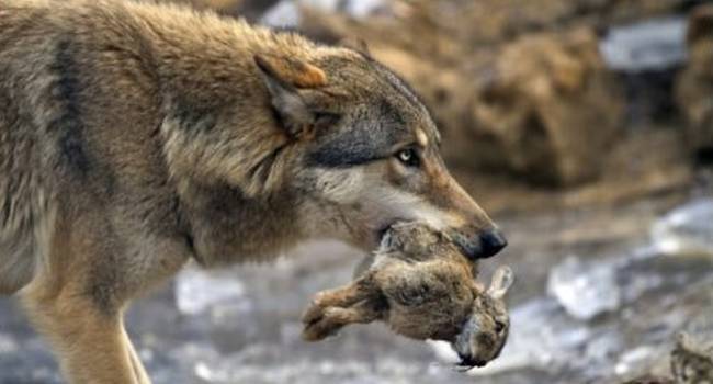 Wolf mit kleinem Hasen als Beute im Maul