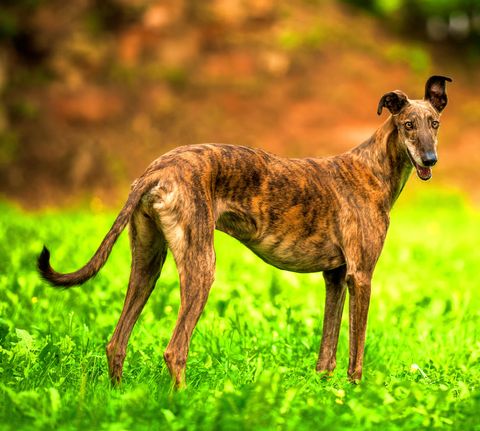 Windhund der Rasse Galgo