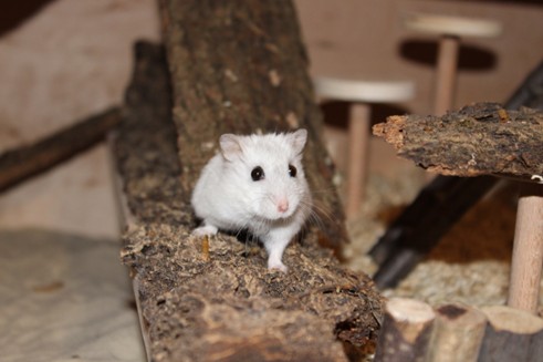 Hamster auf Rinde