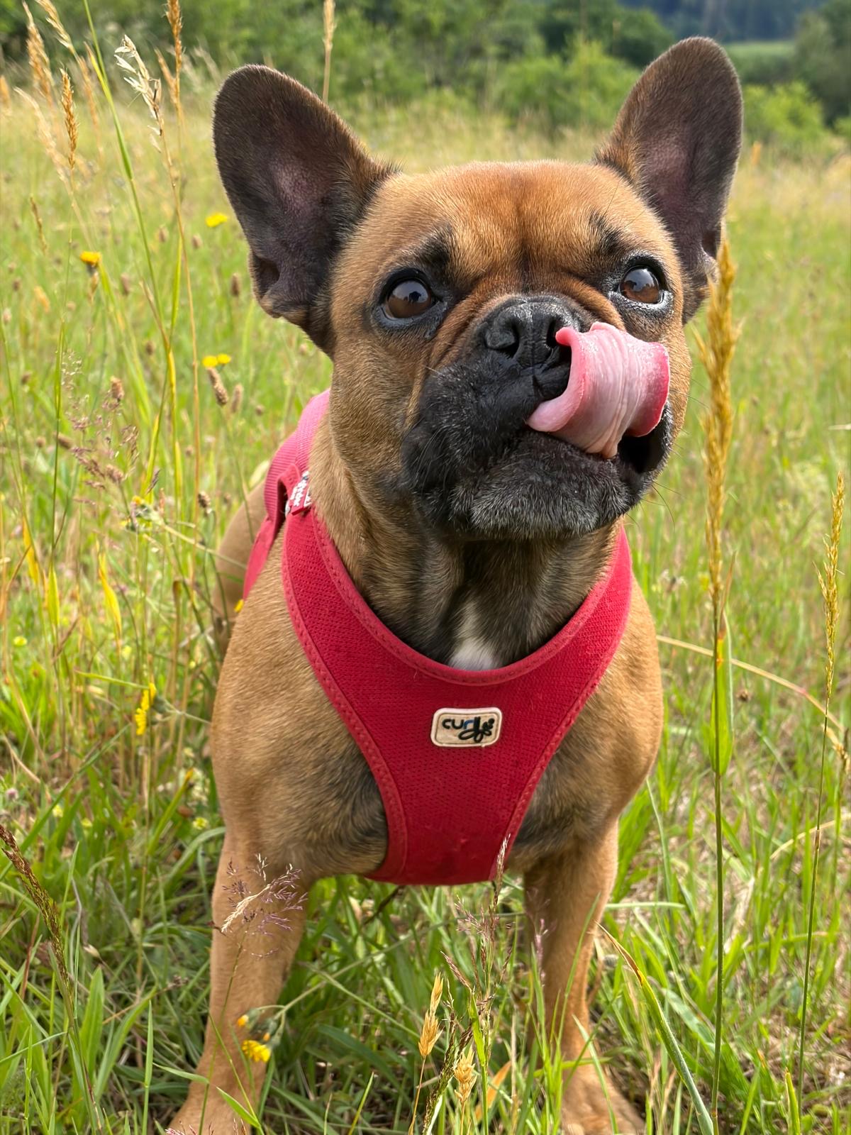 Hund auf Wiese - Napfadvice von Nicole Soffel