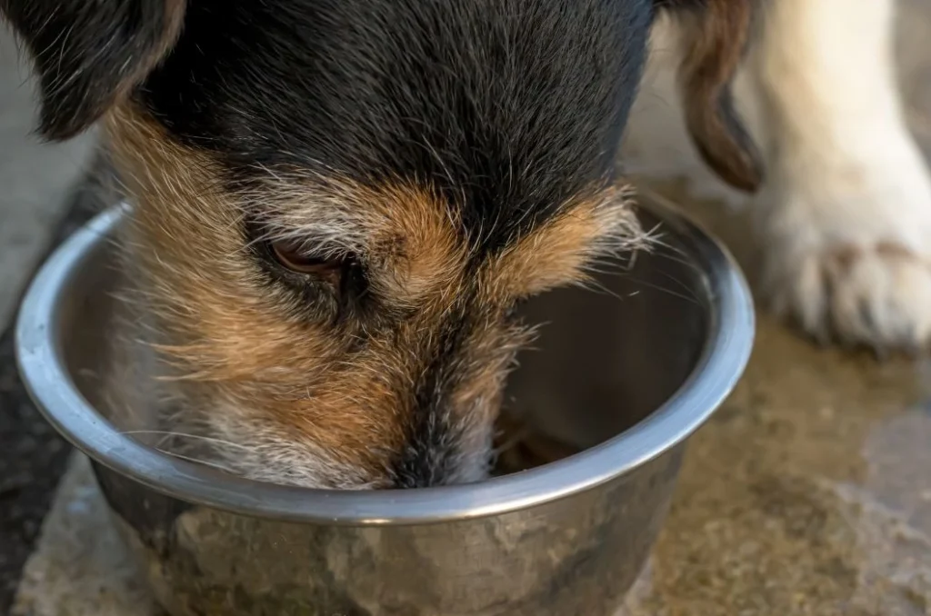 Hund säuft aus Schüssel