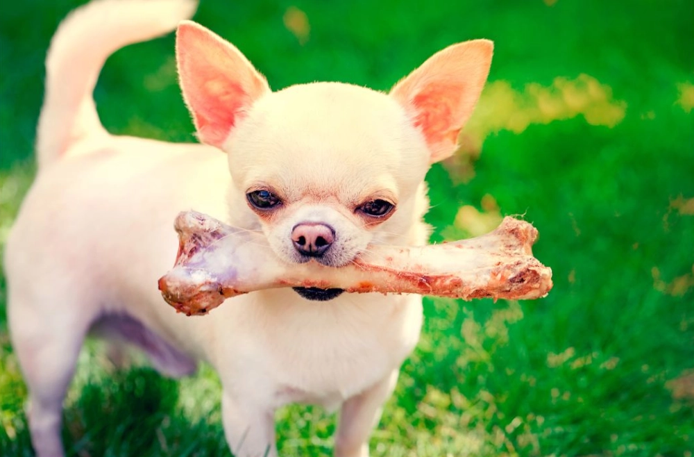 Kleiner Hund mit großem Knochen im Maul